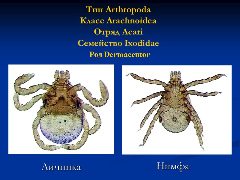 Тип Arthropoda Класс Arachnoidea Отряд Аcari Семейство Ixodidae  Род Dermacentor  Личинка Нимфа